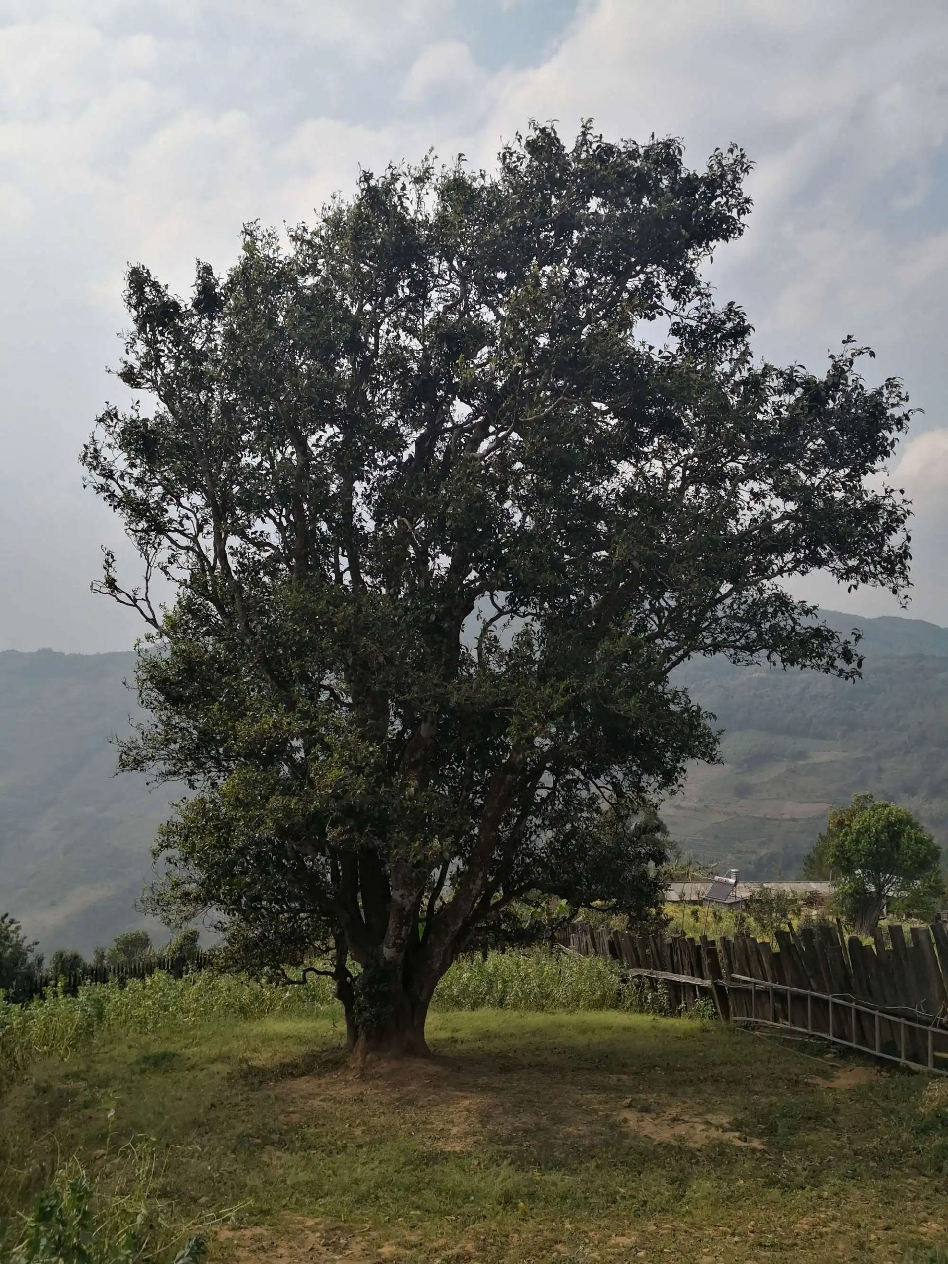 2023年邦崴古樹春茶口感怎么樣？