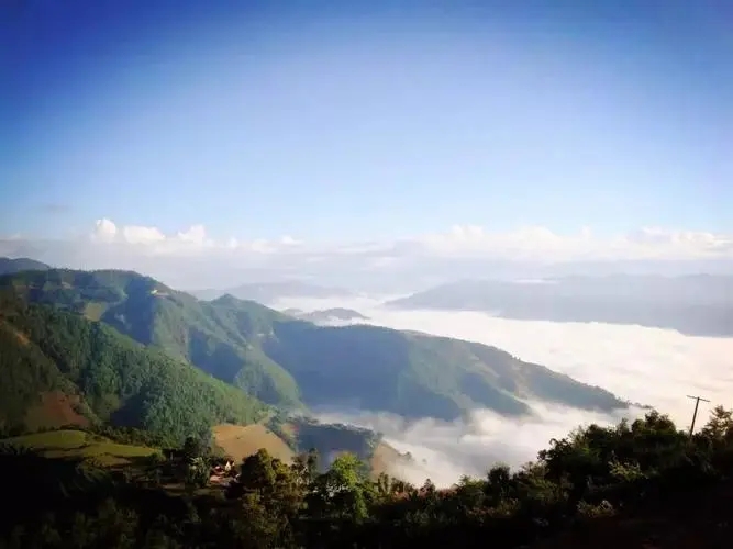 2023邦崴古樹春茶特點是什么？