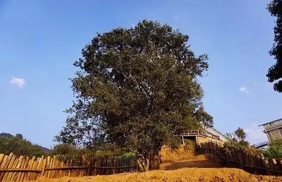 2023年邦崴古樹春茶價格多少？