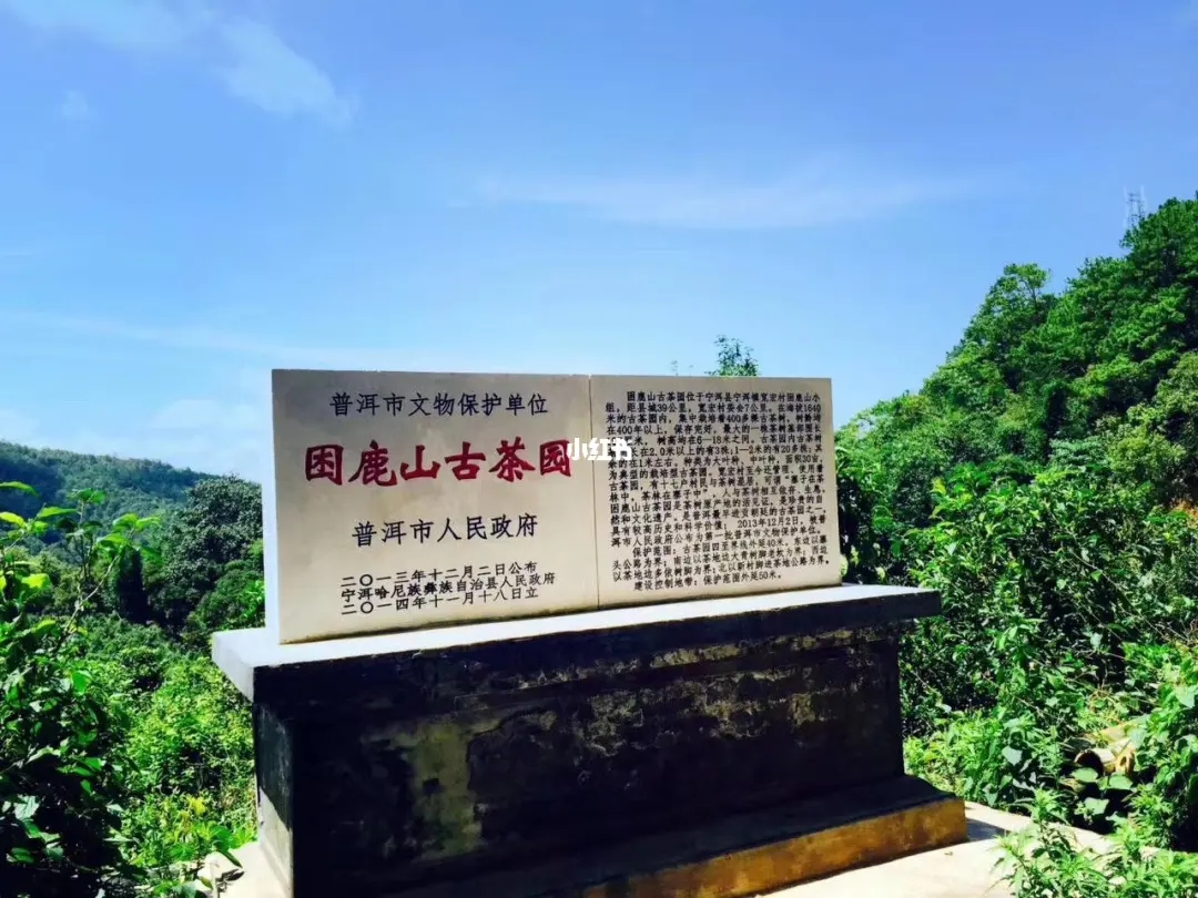 2023年困鹿山古樹春茶特點(diǎn)是什么？