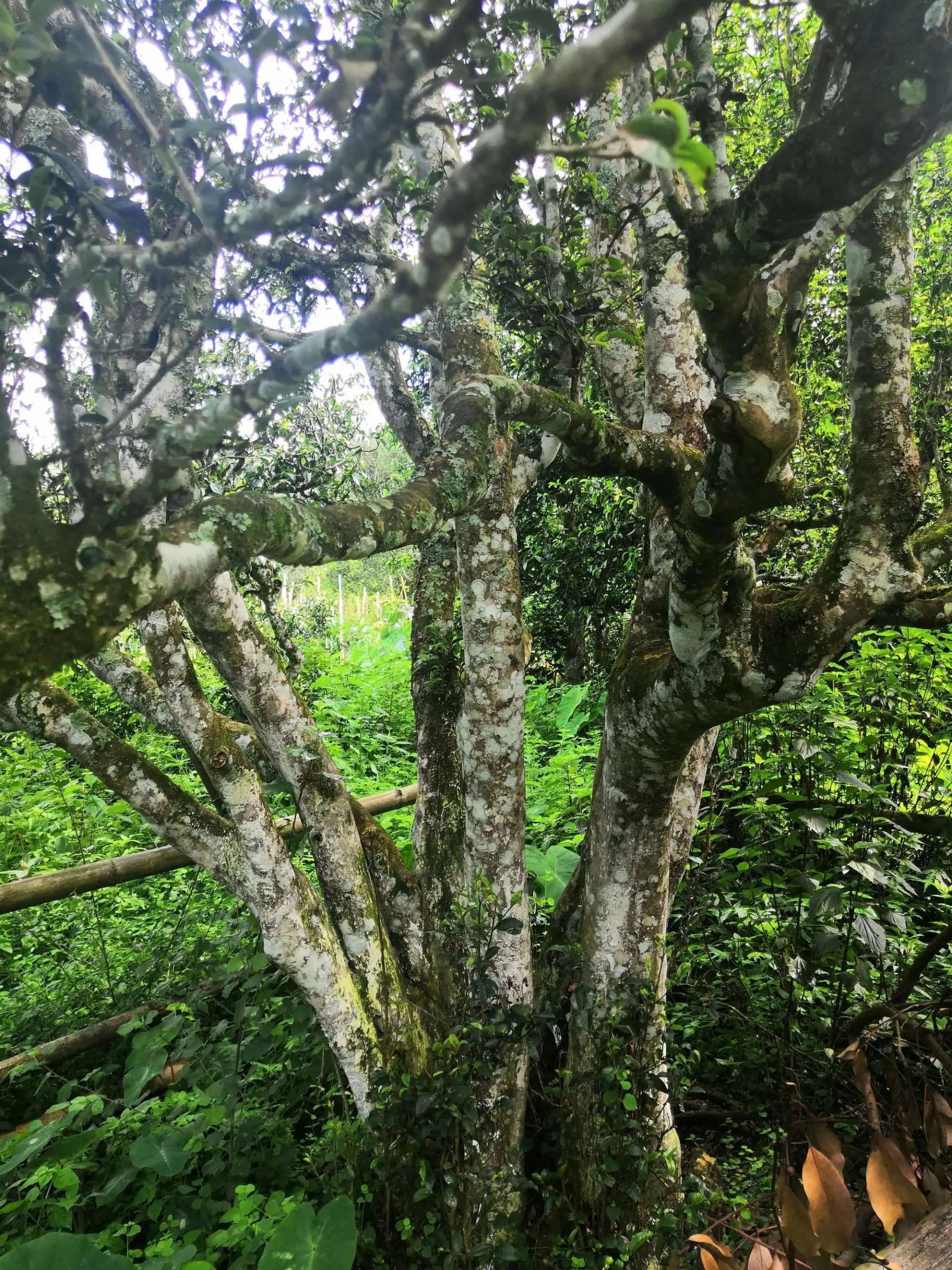 2023年困鹿山古樹春茶多少錢一公斤？