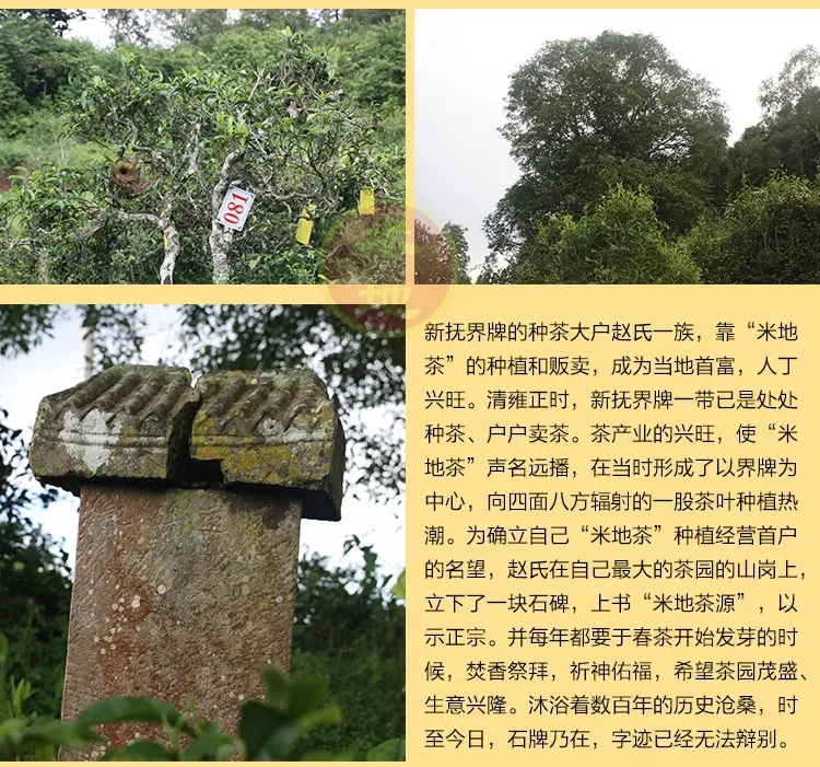 2023迷帝古樹(shù)春茶品質(zhì)如何？