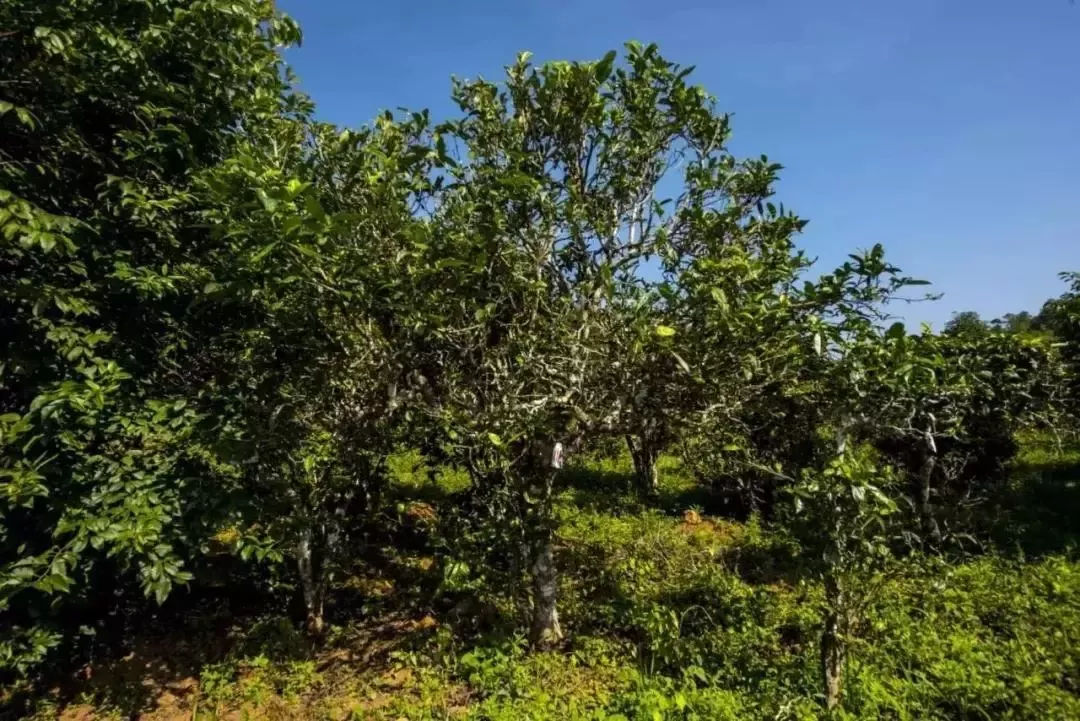 2023年迷帝古樹春茶口感怎么樣？