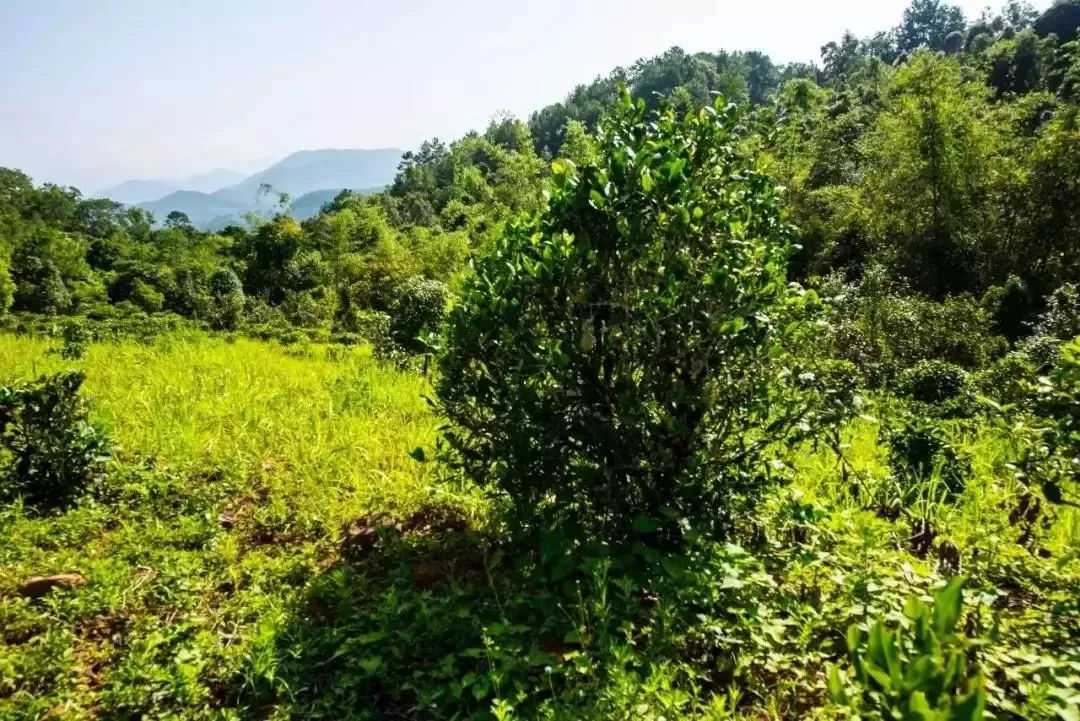 2023年迷帝古樹春茶特點是什么？