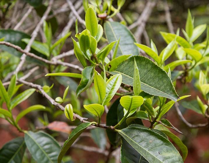 2023年苦竹山古樹春茶多少錢一公斤？