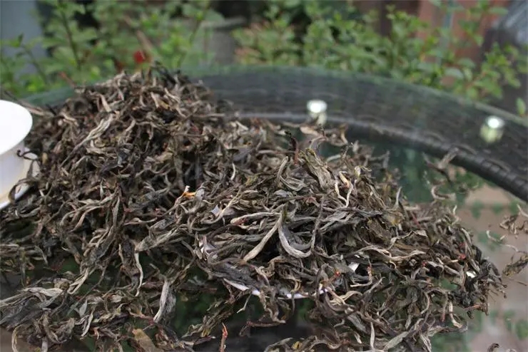 2023冰島古樹(shù)春茶品質(zhì)如何？