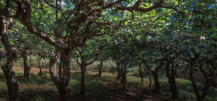 2023年小戶賽古樹春茶品質(zhì)怎么樣？