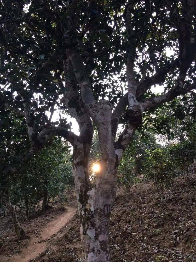 2023小戶賽古樹春茶口感是什么？