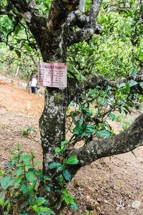 2023年小戶賽古樹春茶特點是什么？