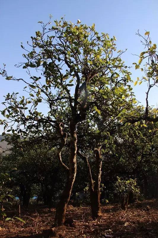 2023年小戶賽古樹(shù)春茶多少錢(qián)一公斤？