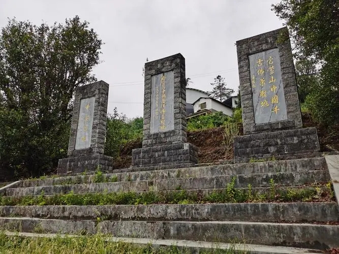 2023年白鶯山古樹春茶品質(zhì)如何？