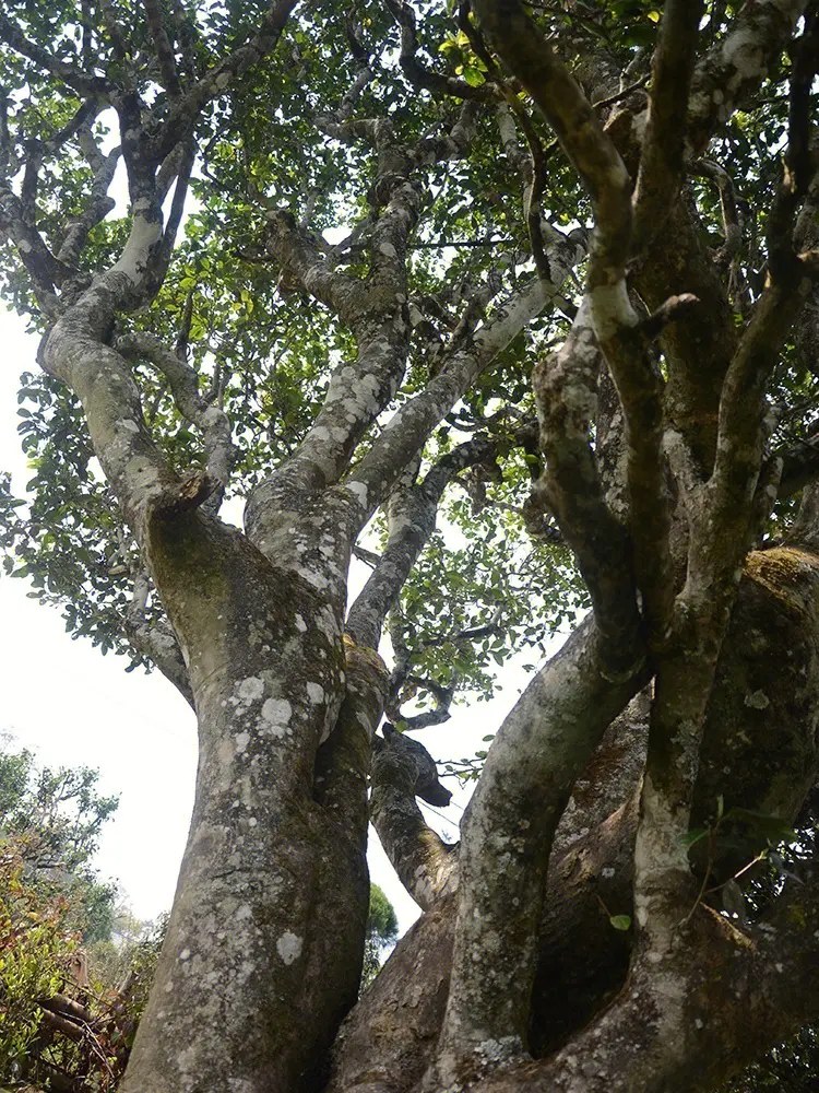 2023年白鶯山古樹(shù)春茶多少錢(qián)一公斤？