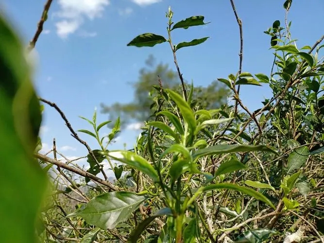 2023年昔歸古樹(shù)春茶價(jià)格是多少？