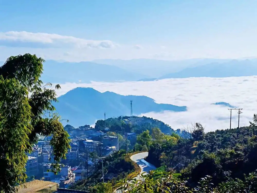 2023年邦東古樹春茶品質如何？