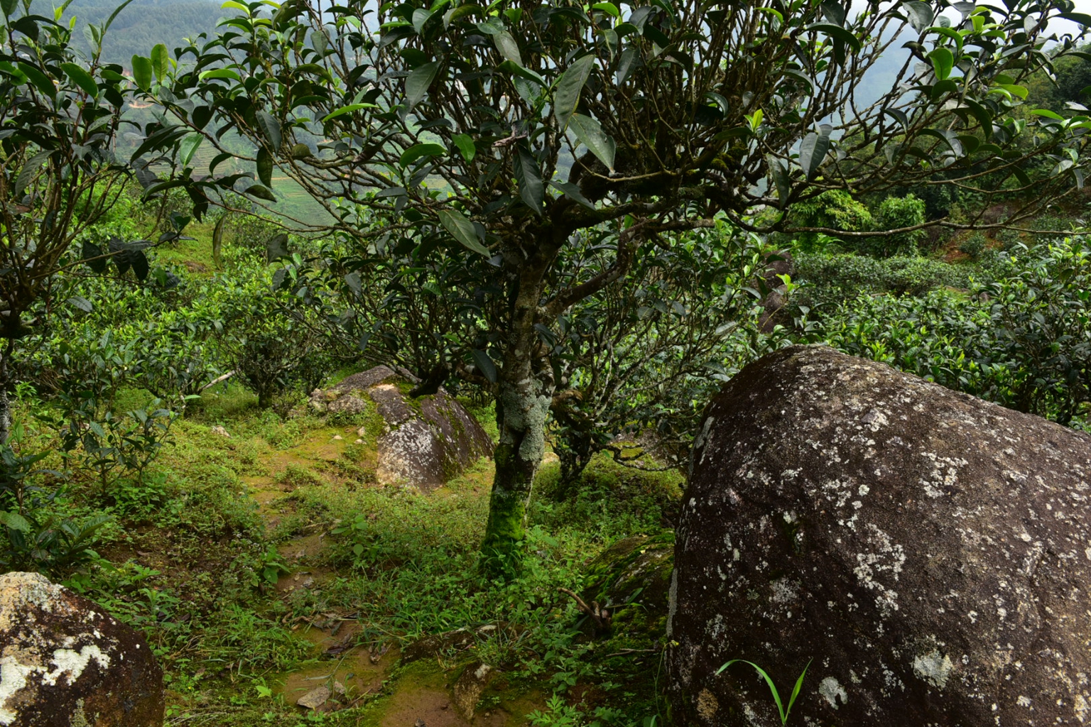 2023年邦東古樹春茶特點是什么？