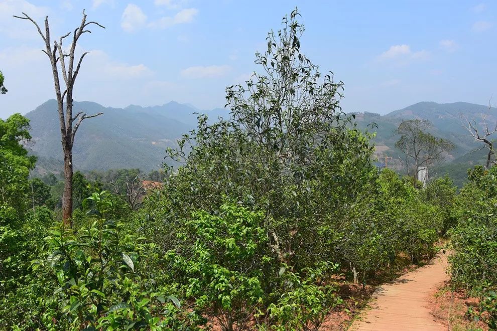 2023年邦東古樹春茶價(jià)格是多少？