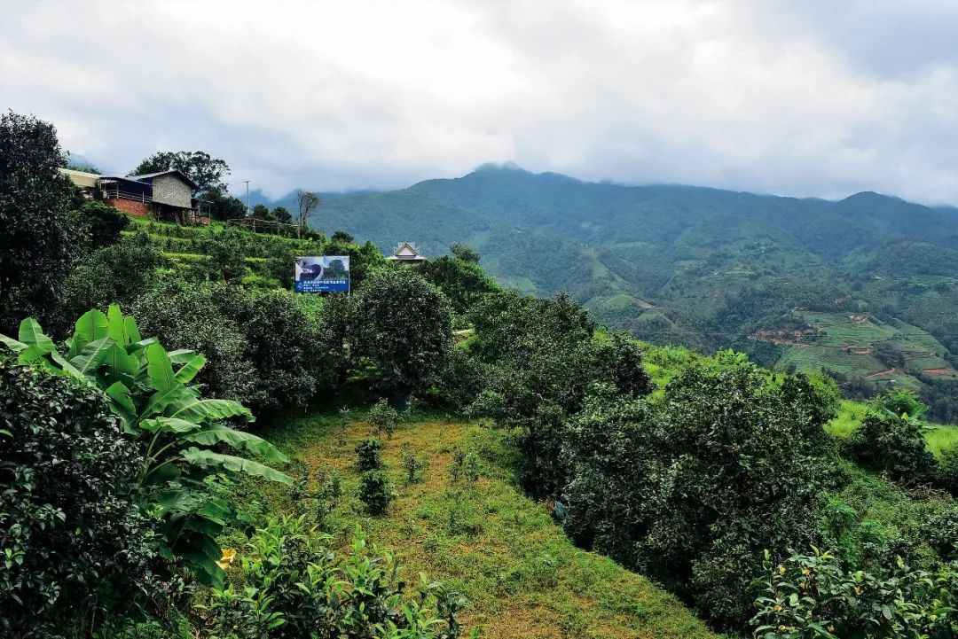 2023年邦東古樹(shù)春茶多少一公斤？