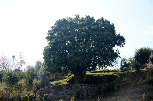 2023年香竹箐古樹(shù)春茶特點(diǎn)是什么？