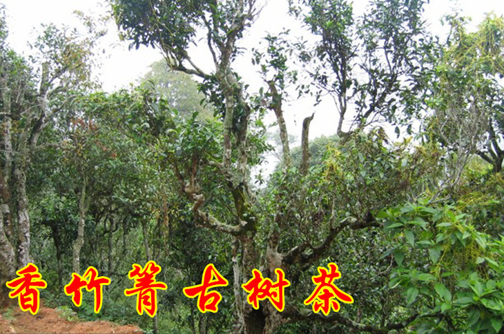2023年香竹箐古樹(shù)春茶價(jià)格是多少？