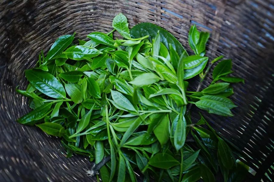 2023年香竹箐古樹(shù)春茶多少一公斤？