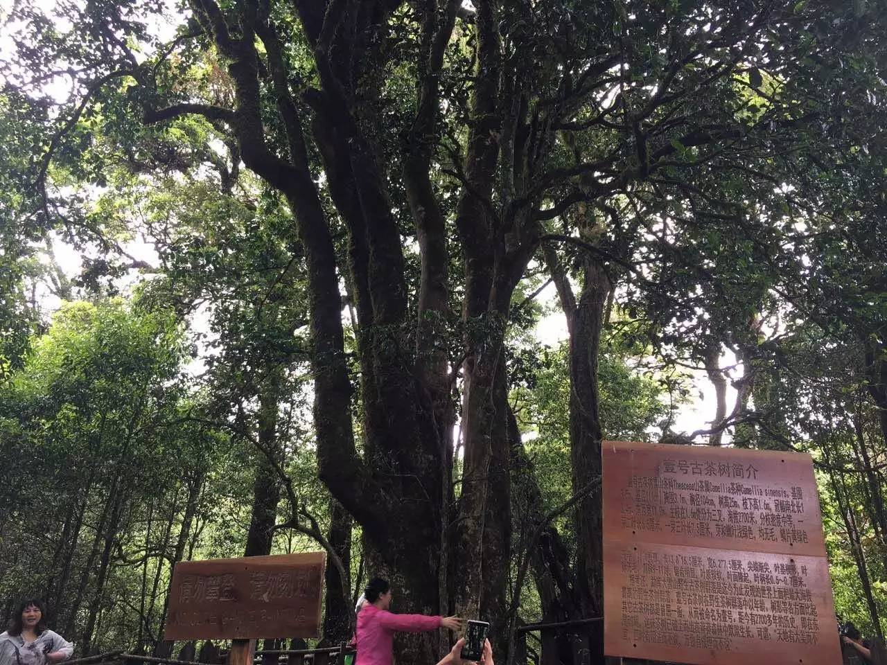 2023年大雪山古樹春茶品質(zhì)怎么樣？