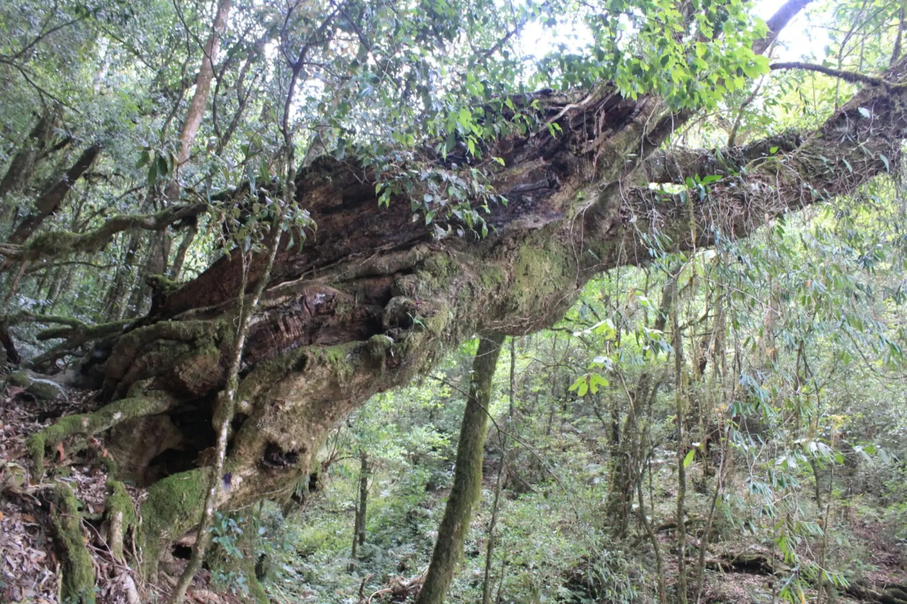 2023年大雪山古樹春茶口感怎么樣？