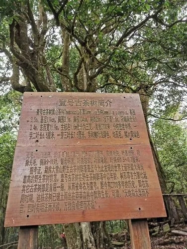 2023年大雪山古樹春茶特點(diǎn)是什么？