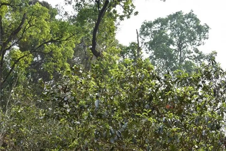 2023年大雪山古樹(shù)春茶多少錢(qián)一公斤？