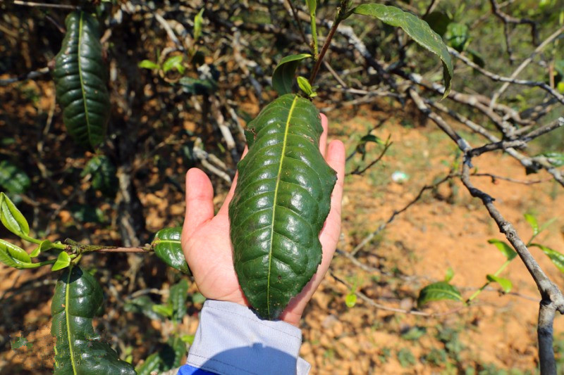 2023年忙肺古樹春茶品質(zhì)怎么樣？