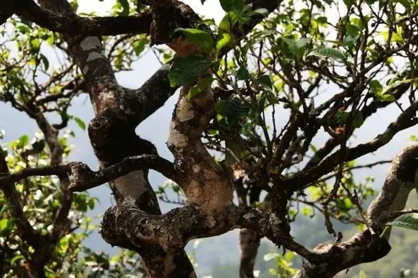 2023年忙肺古樹春茶價(jià)格是多少？