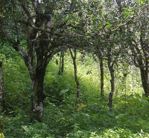 2023年小戶賽古樹春茶價(jià)格多少？