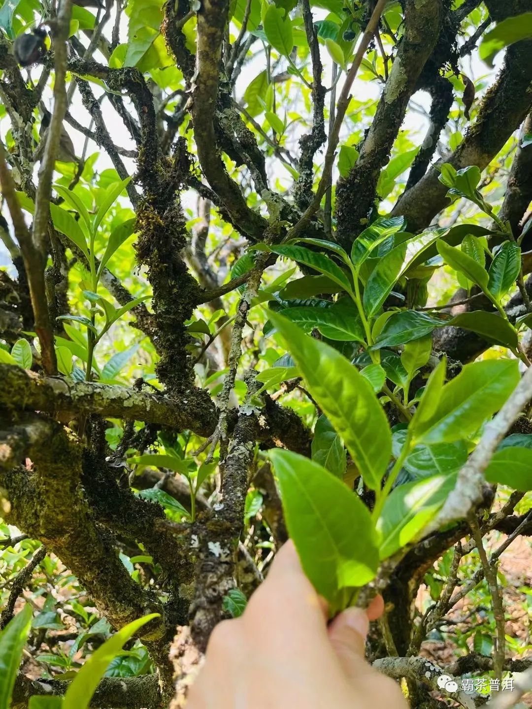 2023年正氣塘古樹春茶品質(zhì)如何？