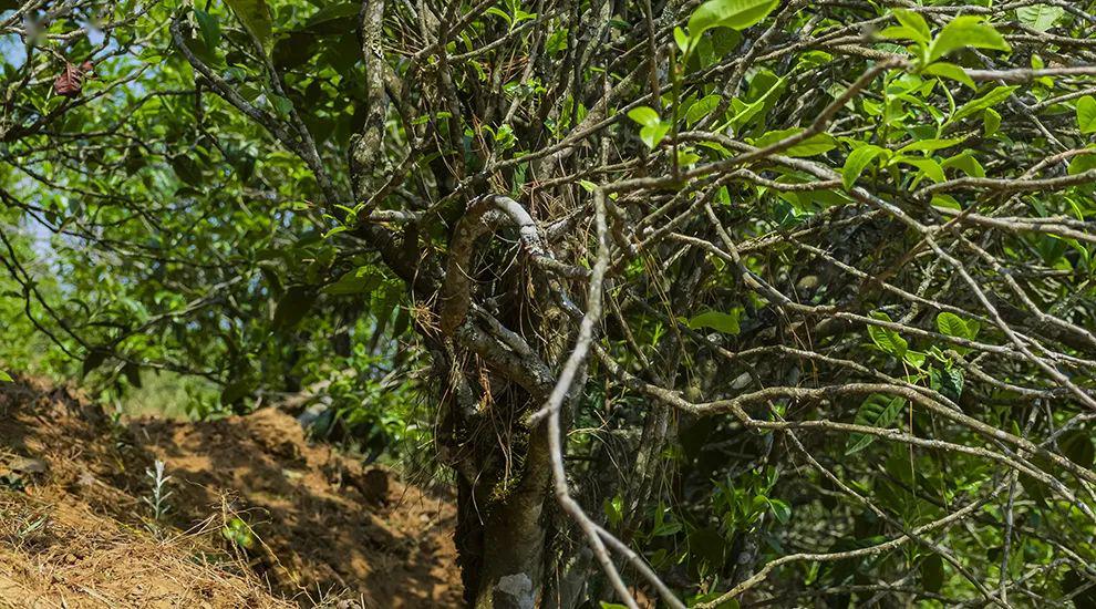 2023年正氣塘古樹春茶特點(diǎn)是什么？