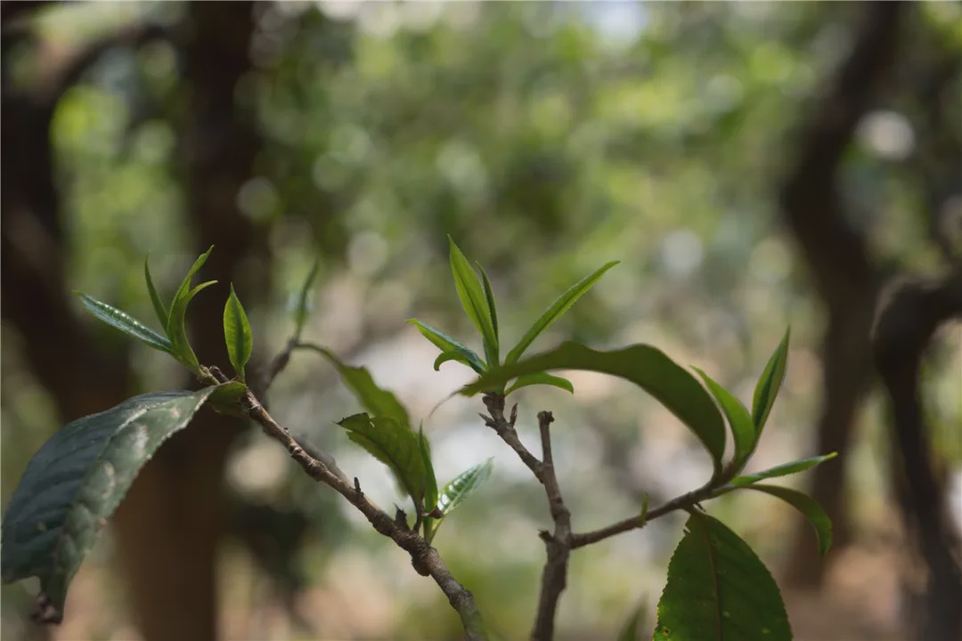 2023年壩糯古樹春茶品質(zhì)如何？