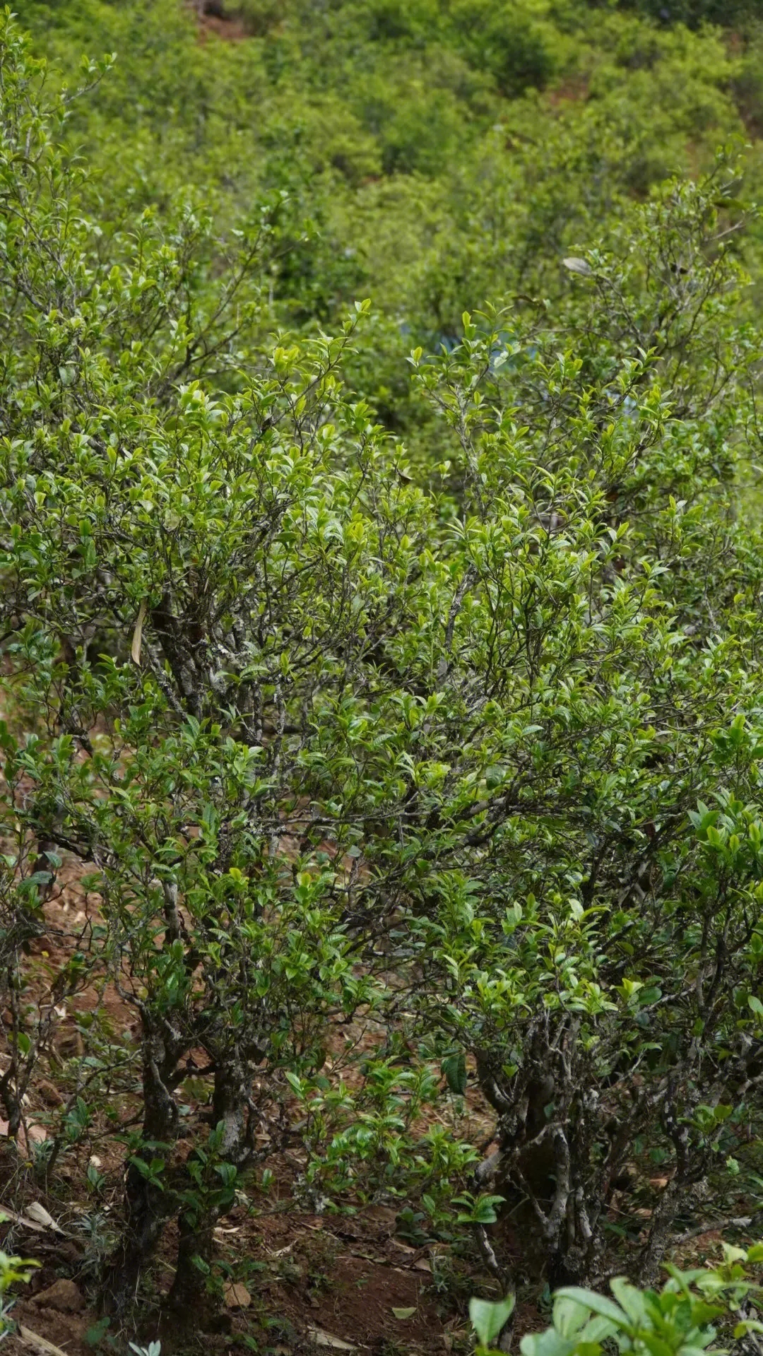 2023年壩糯古樹(shù)春茶特點(diǎn)是什么？