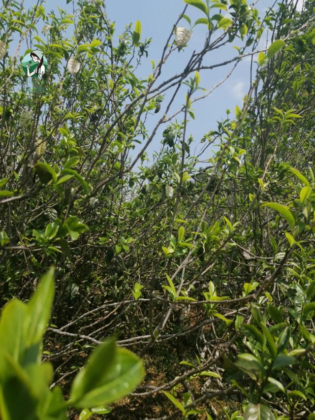 2023年壩糯古樹春茶價格是多少？