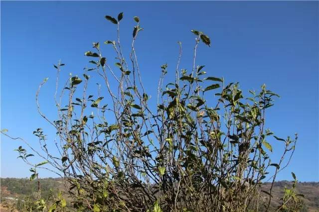 2023年那蕉古樹(shù)春茶品質(zhì)如何？