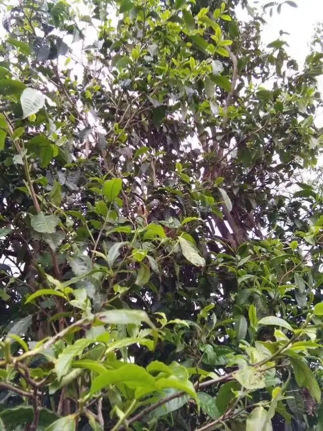 2023年那蕉古樹(shù)春茶口感怎么樣？