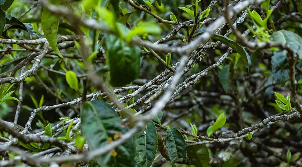 2023年那蕉古樹春茶多少一公斤？