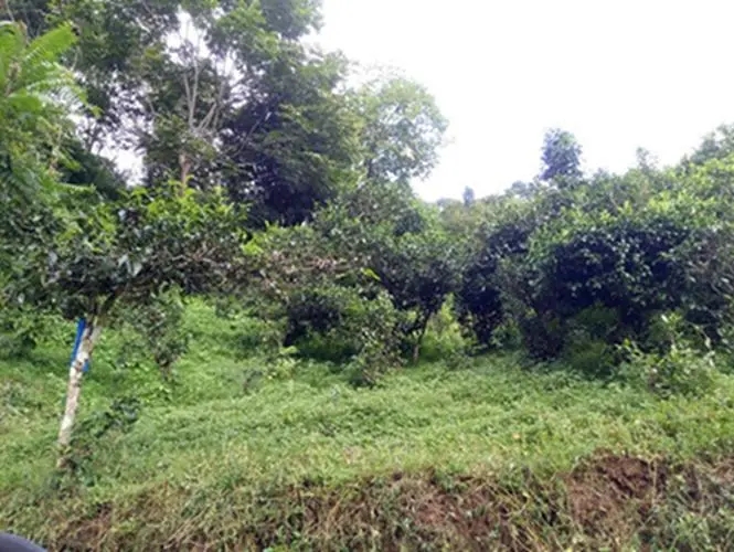 2023年南迫古樹春茶品質(zhì)怎么樣？