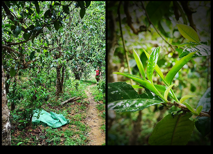 2023年南迫古樹春茶特點是什么？