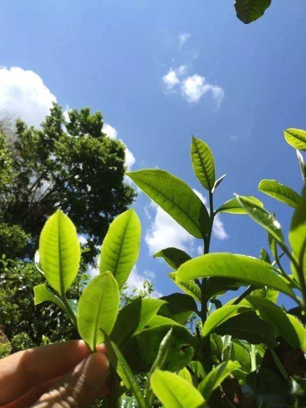 2023年南迫古樹(shù)春茶價(jià)格是多少？