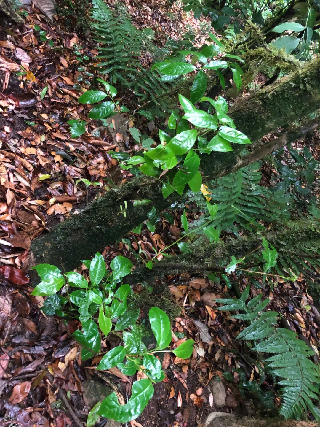 2023年南迫古樹(shù)春茶多少一公斤？