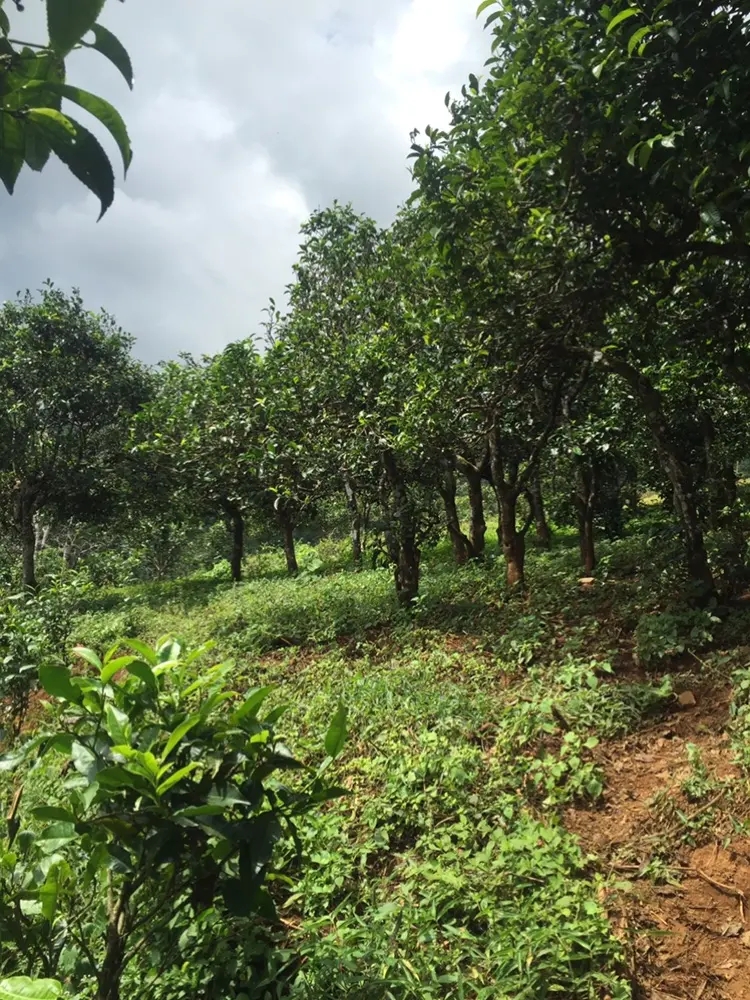 2023年地界古樹春茶特點是什么？