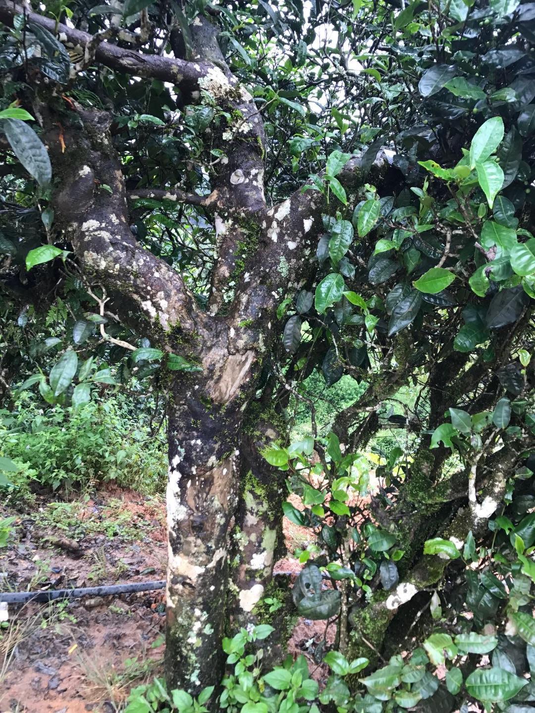 2023年地界古樹春茶價(jià)格是多少？