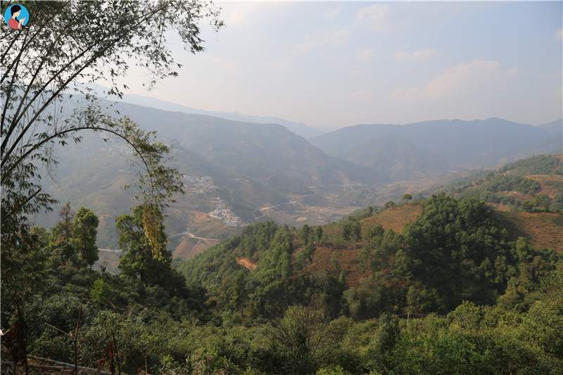 2023年壩歪古樹春茶品質(zhì)如何？