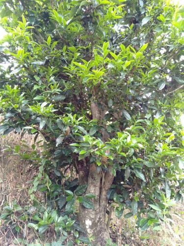 2023年壩歪古樹春茶口感怎么樣？