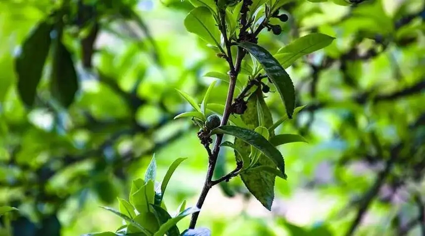 2023糯伍古樹(shù)春茶價(jià)格是多少？