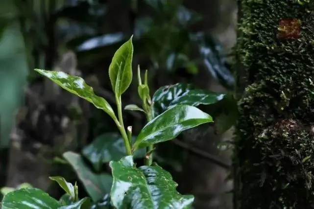 2023年薄荷塘古樹春茶品質(zhì)怎么樣？