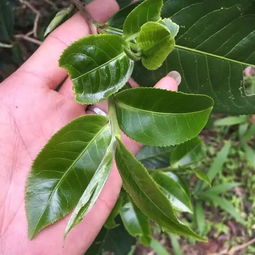 2023年薄荷塘古樹春茶口感如何？